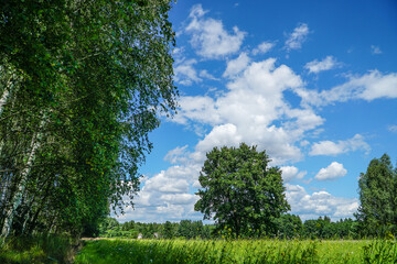 Obraz premium drzewa wieś, pole, zboże