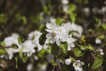 white flowers on a tree branch 