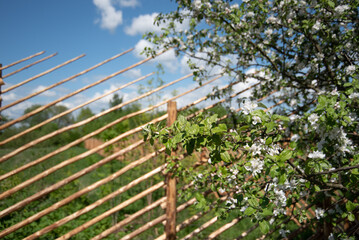 white flowers on a tree branch on the background of a wooden fence 