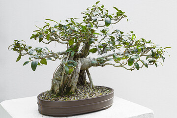 Bonsaibaum