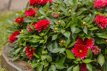 Beautiful red dahlia flowers in garden