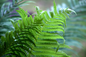 Perfect natural fern pattern. Beautiful background made with young green fern leaves. Color of kale. Summer background.
