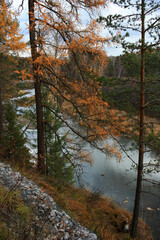 Trees grow on the banks of the river
