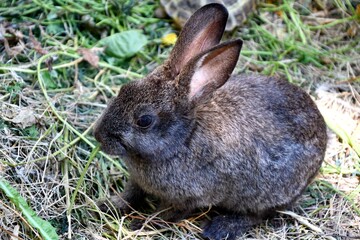 Rabbit on the farm on a hot summer day 