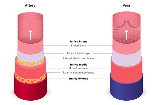 Blood vessels with artery and vein anatomy. Medical education.