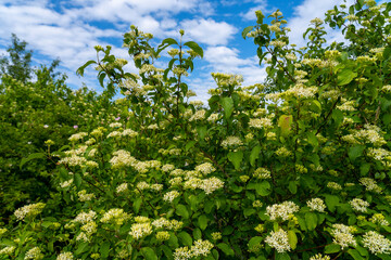 Viburnum prunifolium or known as blackhaw or black haw, blackhaw viburnum, sweet haw, and stag bush). Blooming flowers.
