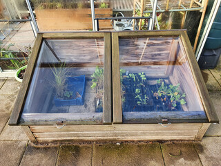 Cold frame of organic vegetables and salad leaves growing in a wooden frame to give protection from the cold winter frost weather and from slugs and snails who may eat the crop, stock photo image