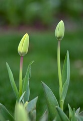 tulips in the garden