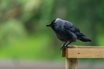 Portrait of single jackdaw bird, Corvus monedula, with beautiful blue eyes.