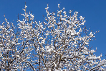 Frosty tree branch in winter on blue sky