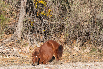 Wild Horse Near the Salt River in the Arizona Desert