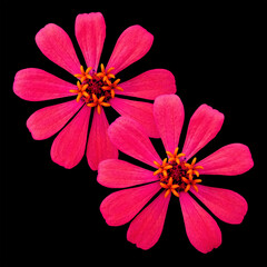 Closeup, Pink zinnia flower blossom bloom isolated on black background for stock photo. two floral head, decoration design bouquet