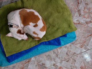 A mongrel dog sleeping on his bed on the floor next to his owner who is working.