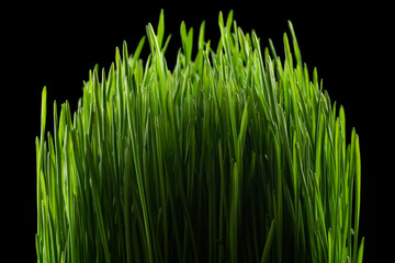 Fototapeta na wymiar Green grass on a black background