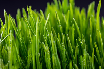 Fototapeta na wymiar Green grass with water drops on black background