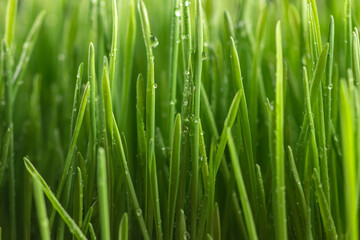 Obraz na płótnie Canvas Close up of fresh thick grass with water drops in the early morning