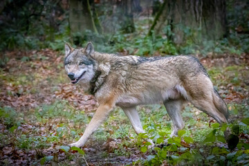 a large gray wolf walking through the forest
