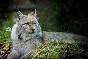 Naklejka na ściany i meble a lynx laying in the grass in a forest