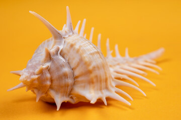 Spiny seashell on a yellow background