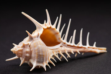 Overturned spiny seashell on dark background