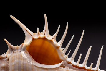Seashell spikes on a black background