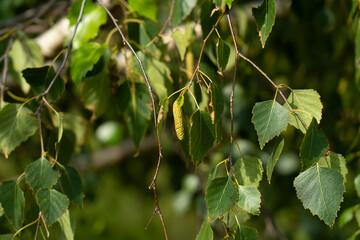 Branch of birch tree (Betula pendula, silver birch, warty birch, European white birch) with green...