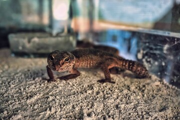 Gecko lizard on the rock