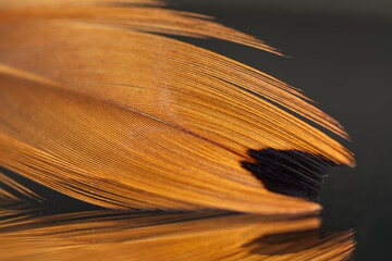Close up of a Feather