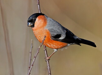 Male bullfinch