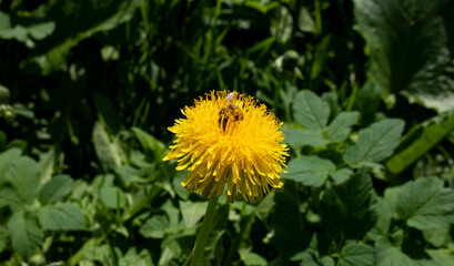Yellow dandelion. A bee on a dandelion collects pollen. Macro photography.Green grass. Spring landscape. Dandelion in summer. Spring mood