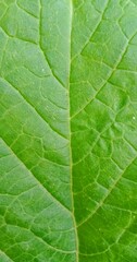 Fototapeta na wymiar Leaf textured plant flower