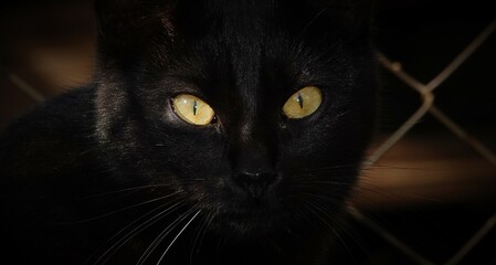 National pet day , black cat portrait