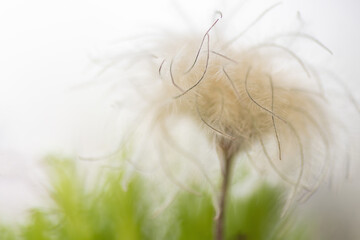 Clematis-Fruchtstand