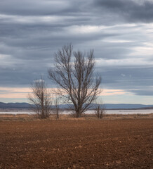Beautifull Winter Trees at the Nature Reserve of the Gallocanta Lagoon, Spain