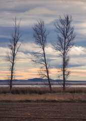 Fototapeta premium Beautifull Winter Trees at the Nature Reserve of the Gallocanta Lagoon, Spain
