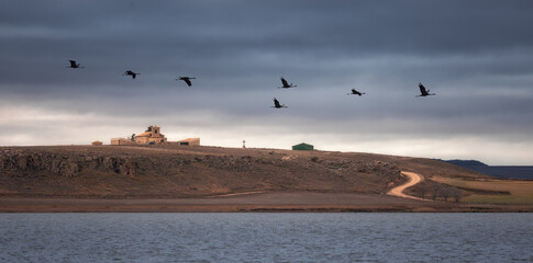 Flock of Cranes Returning to Gallocanta Lagoon, Spain