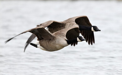 Canada geese in flight