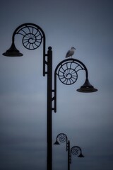 Seagull on the streetlight