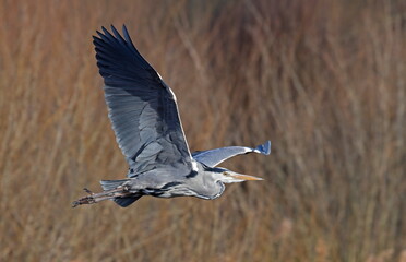 Grey heron in flight
