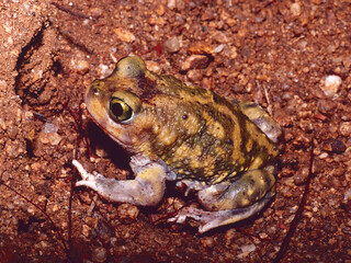 Couch's spadefoot toad (Scaphiopus couchii) on sand in the desert. Baja California, Mexico. 