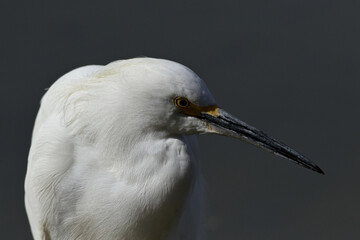 Close up of tranquil Snowy Egret in portrait with gray background