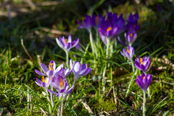 crocus - one of the first spring flowers
