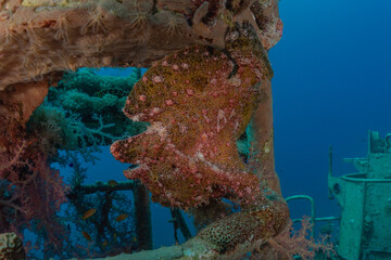 Fish swim in the Red Sea, colorful fish, Eilat Israel
