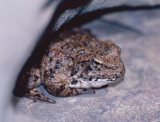 Adult foothill yellow-legged frog (Rana boylii) perched in a crevice in a boulder over a stream in California. 