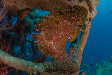 Fish swim in the Red Sea, colorful fish, Eilat Israel
