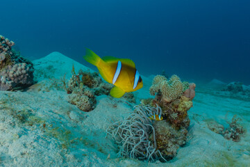 Fish swim in the Red Sea, colorful fish, Eilat Israel
