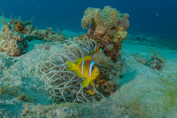 Fish swim in the Red Sea, colorful fish, Eilat Israel

