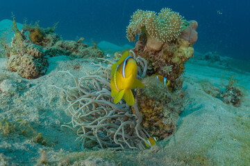 Fish swim in the Red Sea, colorful fish, Eilat Israel
