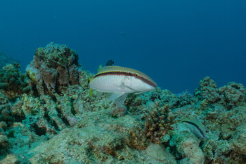 Fish swim in the Red Sea, colorful fish, Eilat Israel
