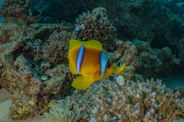 Fish swim in the Red Sea, colorful fish, Eilat Israel

